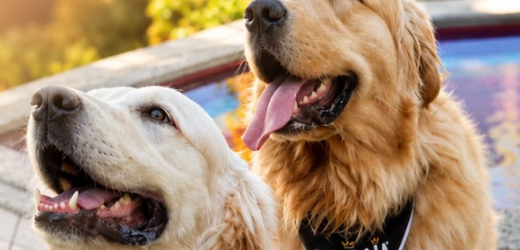 Evento de Pets Influencers.